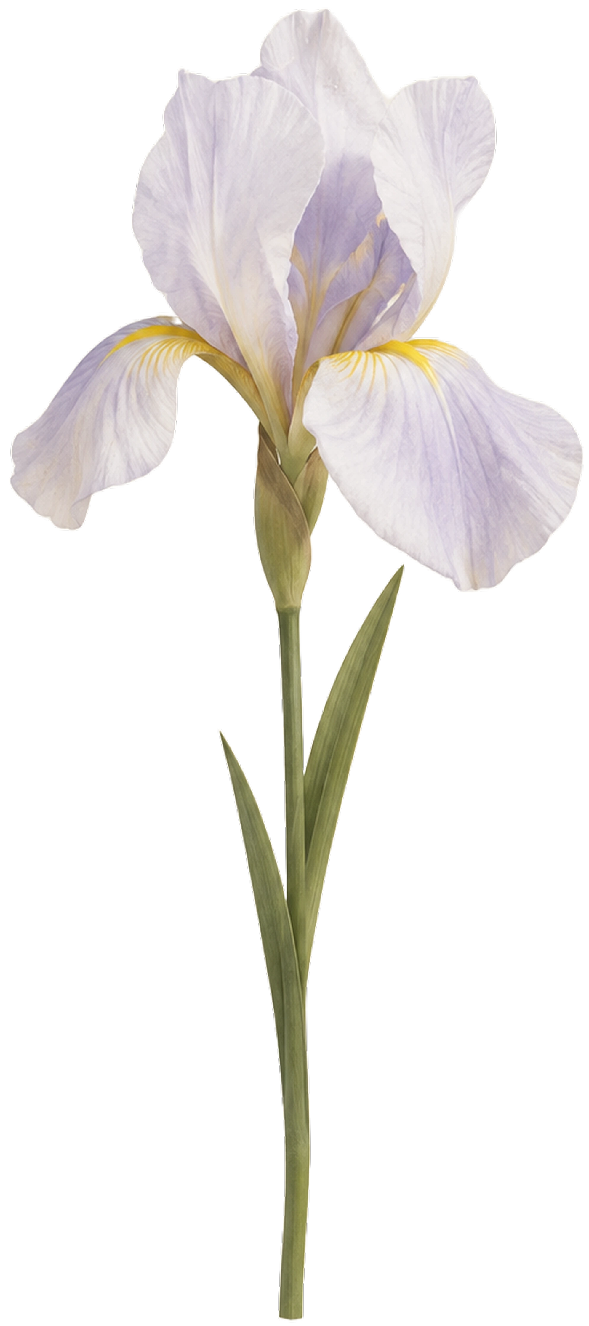 Iris Flower
